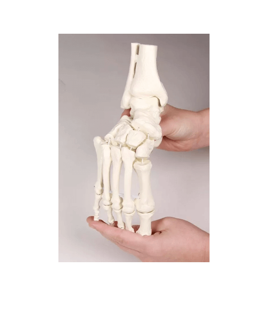 Fußskelett mit Schien - und Wadenbeinansatz, beweglich montiert – realistisches Funktionsmodell zur Demonstration der Abrollbewegung - Erler - Zimmer